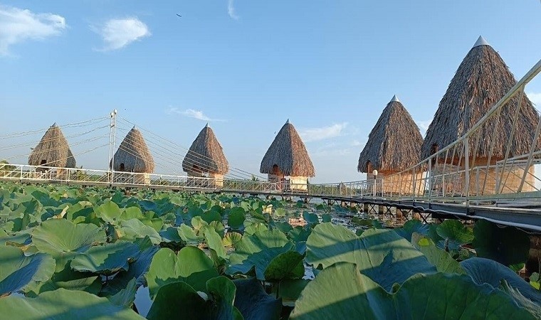 Check-in nhung dong sen tuyet dep o 