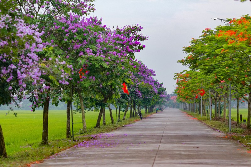 View - 	Con đường bên đỏ rực hoa phượng bên tím lịm bằng lăng 