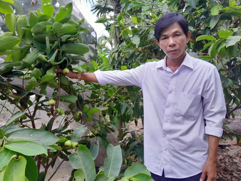 Trong giong man xanh duong, ong nong dan o Soc Trang ban 80.000/kg