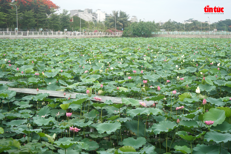 Thieu nu Ha Thanh dep diu dang ben hoa sen ho Tay