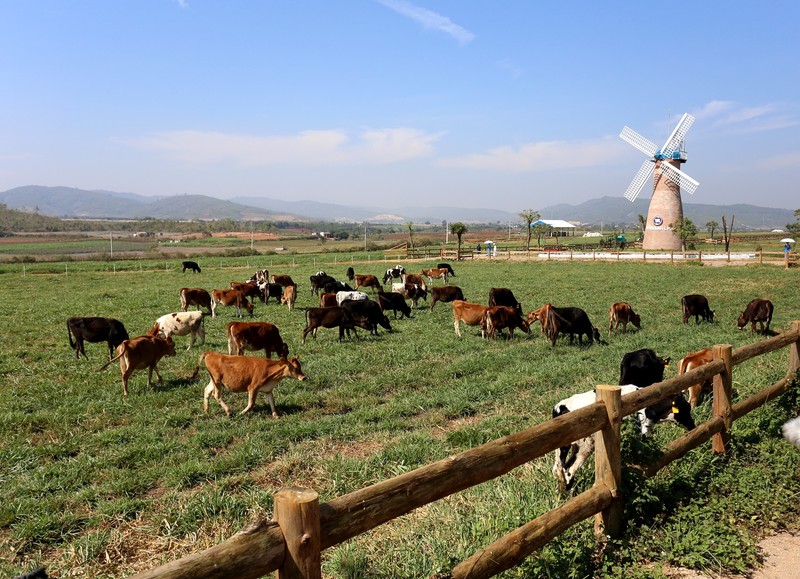 Vinamilk khanh thanh trang trai bo sua Organic tieu chuan chau Au dau tien