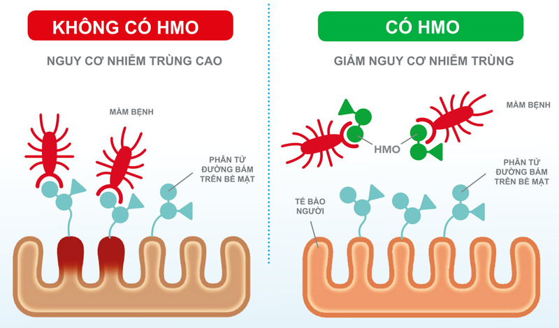 Lam cach nao nuoi duong he mien dich cua tre?-Hinh-3