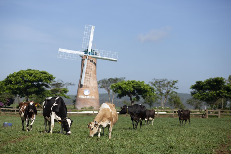 Vinamilk gioi thieu xu huong organic tai Hoi nghi Sua toan cau 2019-Hinh-8