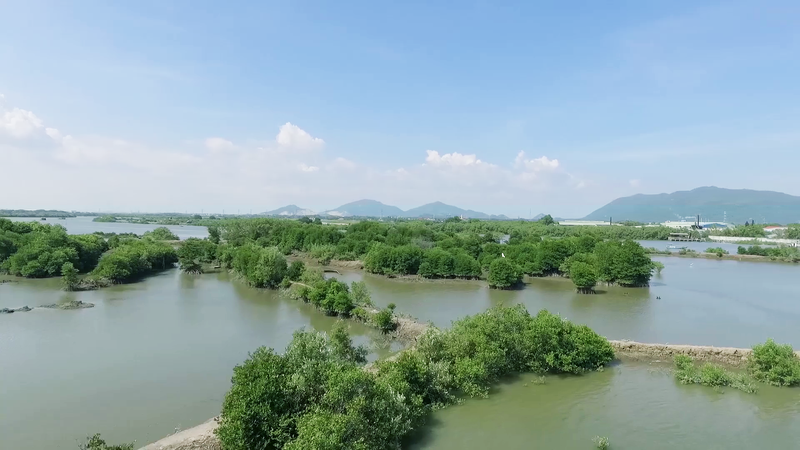 Vinamilk trong hang tram cay xanh khap Viet Nam de bao ve moi truong