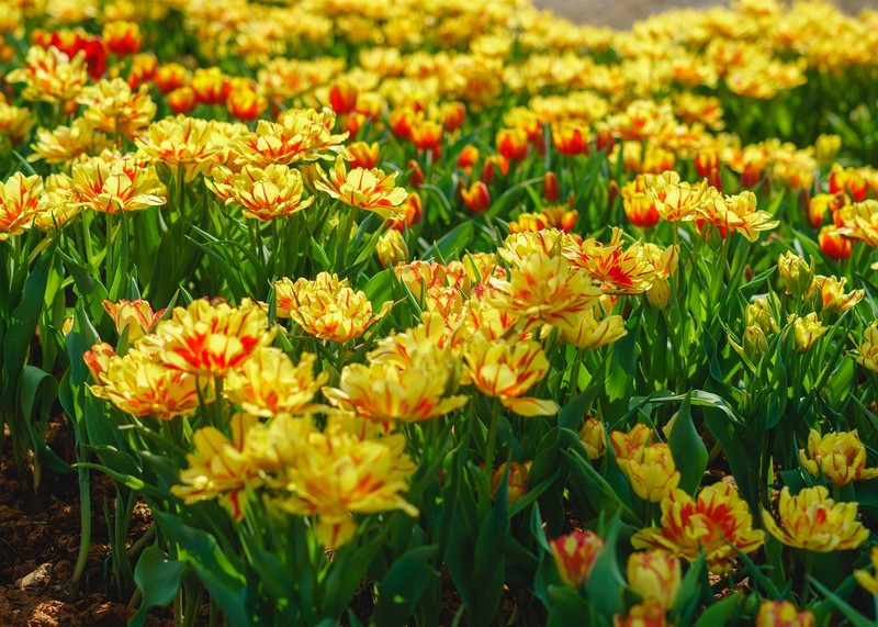Ngam hoa tulip lan dau khoe sac tren dinh nui Ba Den Tay Ninh-Hinh-4