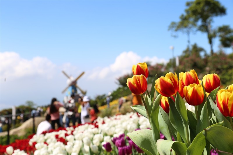 Ngam hoa tulip lan dau khoe sac tren dinh nui Ba Den Tay Ninh-Hinh-5