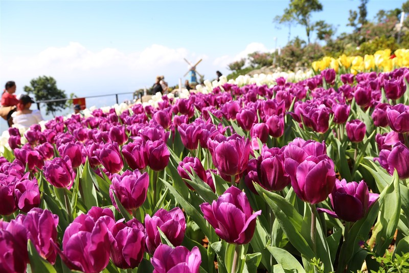 Ngam hoa tulip lan dau khoe sac tren dinh nui Ba Den Tay Ninh-Hinh-6