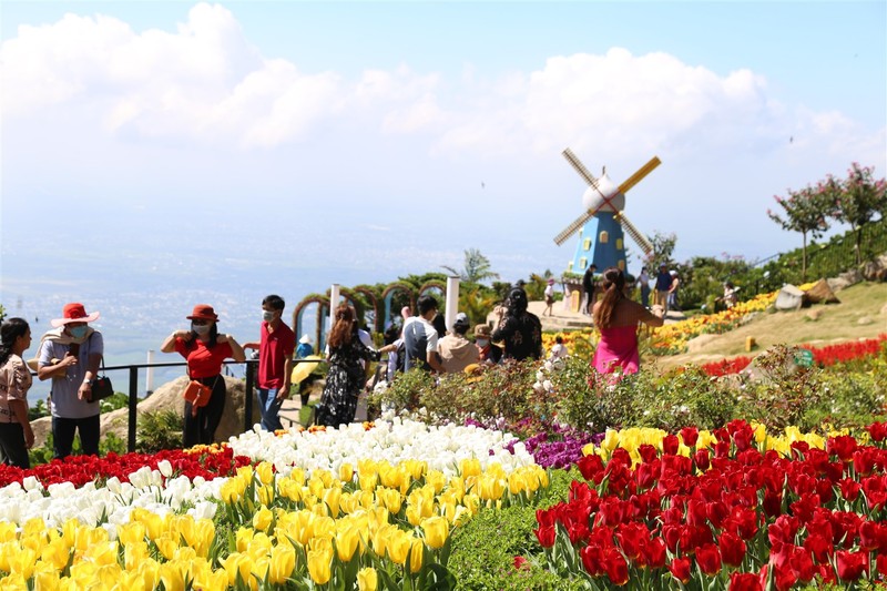 Ngam hoa tulip lan dau khoe sac tren dinh nui Ba Den Tay Ninh-Hinh-7