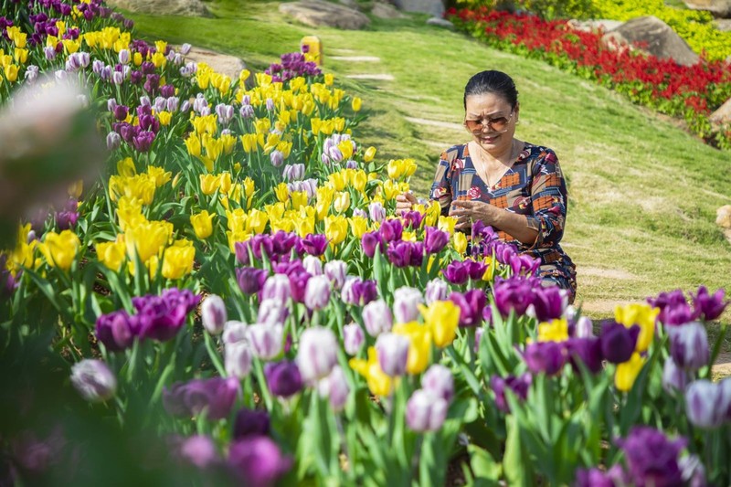 Ngam hoa tulip lan dau khoe sac tren dinh nui Ba Den Tay Ninh