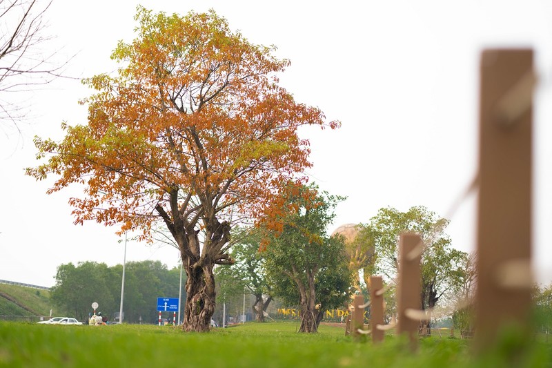 Ngam khoanh khac Ha Noi cuoi Xuan dep tua troi Au-Hinh-2