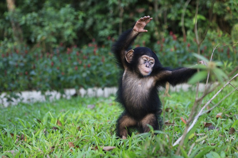 Dieu ky hanh trinh khon lon cua “hot kid” be May tai Vinpearl Safari Phu Quoc