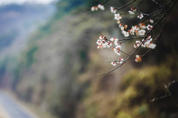 Hoa mo tráng tinh khiét tạo cảnh thàn tien ỏ Mọc Chau-Hinh-11