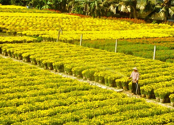 Nhũng diẻm ngám hoa Tét dẹp nhát mièn Nam-Hinh-12