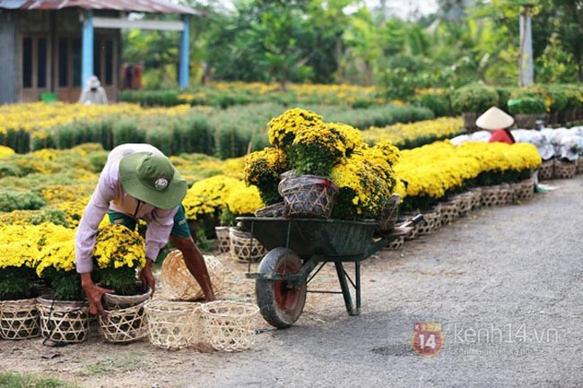 Nhũng diẻm ngám hoa Tét dẹp nhát mièn Nam-Hinh-3