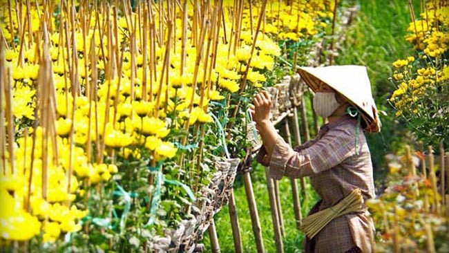 Nhũng diẻm ngám hoa Tét dẹp nhát mièn Nam-Hinh-4