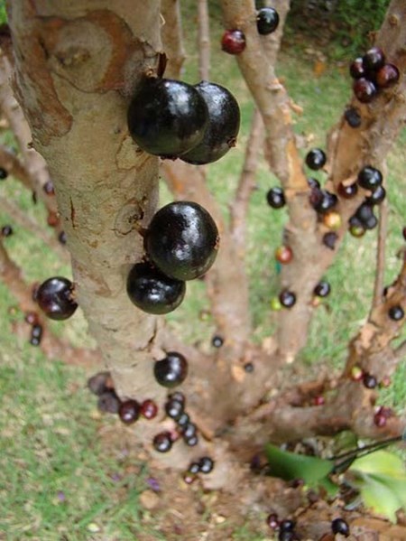 Các loại quả sang chảnh tụ tròng dang làm nguòi HN me mẹt-Hinh-8