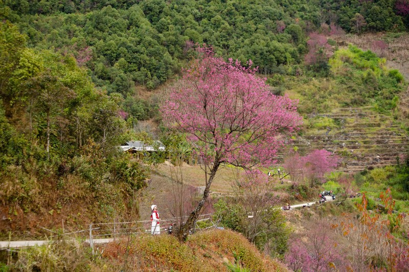 Mua hoa To Day nhuom hong Mu Cang Chai-Hinh-10