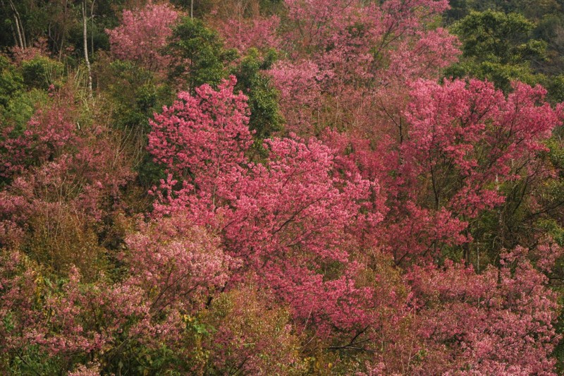 Mua hoa To Day nhuom hong Mu Cang Chai-Hinh-2