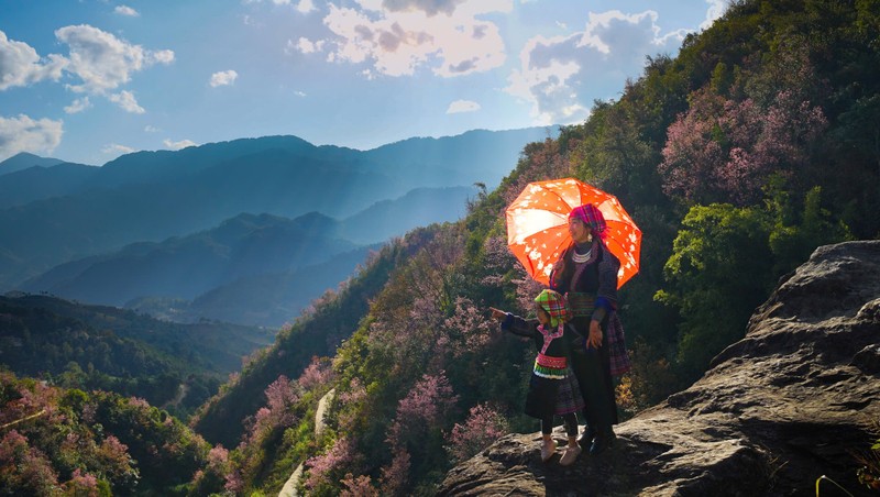 Mua hoa To Day nhuom hong Mu Cang Chai-Hinh-7