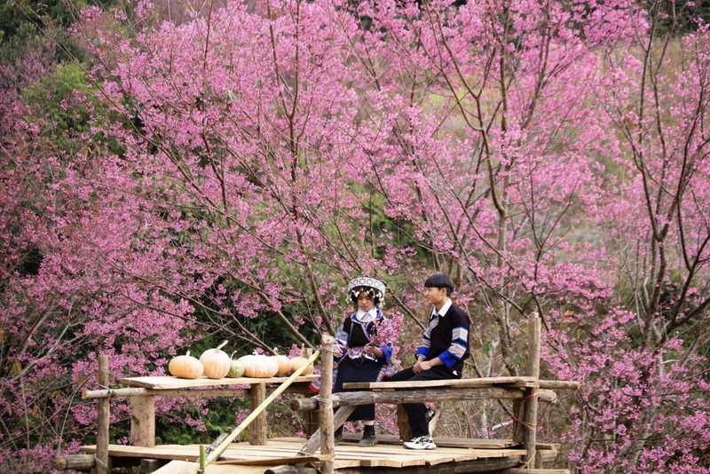 Mua hoa To Day nhuom hong Mu Cang Chai