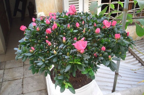 Loai hoa Tet nen trong de thai doc khong khi, ngua benh tat-Hinh-7