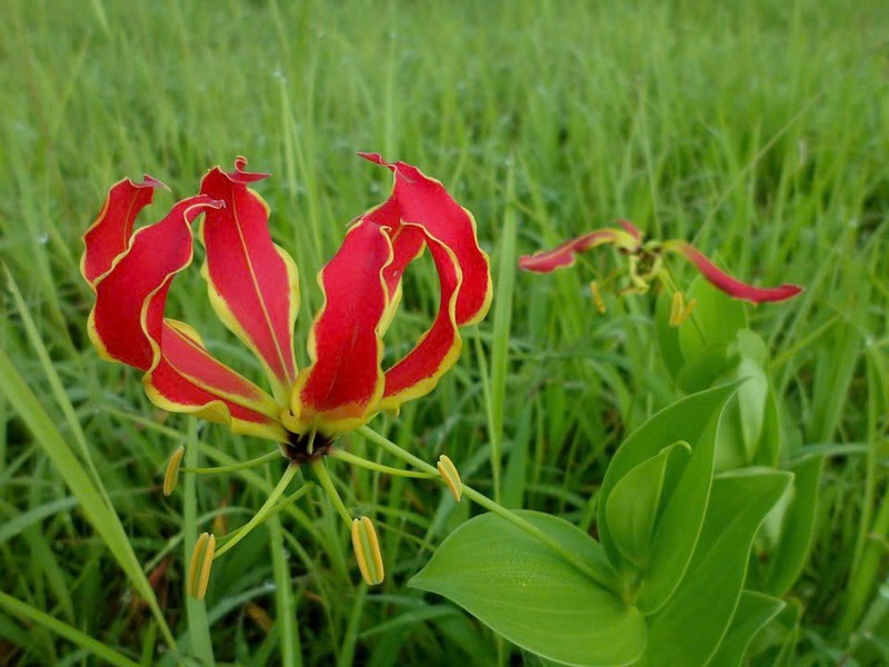 Loai hoa choi Tet dep nhung chua doc, khong phai ai cung biet-Hinh-9