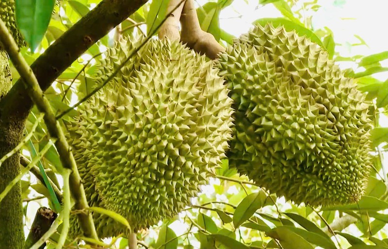 “Điểm” loại trái cây không nên cúng ngày vía Thần Tài kẻo mất lộc - Hình 5 “Diem” loai trai cay khong nen cung ngay via Than Tai keo mat loc-Hinh-5