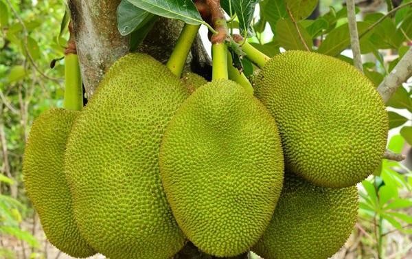 “Điểm” loại trái cây không nên cúng ngày vía Thần Tài kẻo mất lộc - Hình 6 “Diem” loai trai cay khong nen cung ngay via Than Tai keo mat loc-Hinh-6