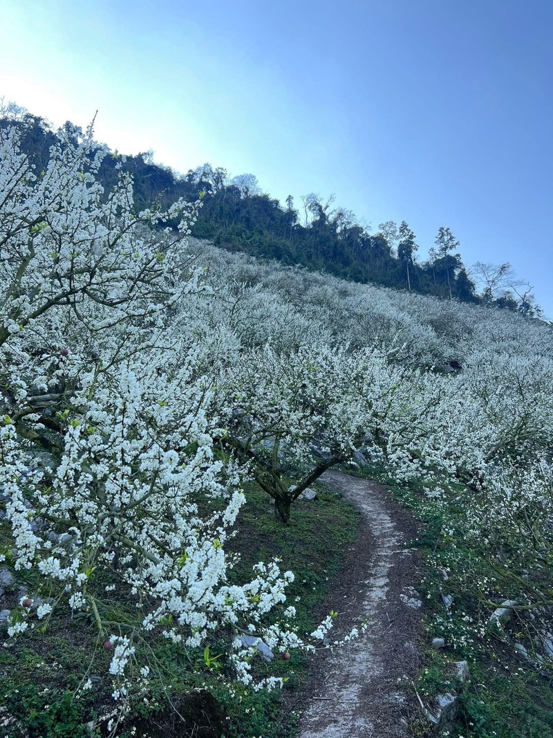 Tinh khoi mua hoa man o Moc Chau-Hinh-10