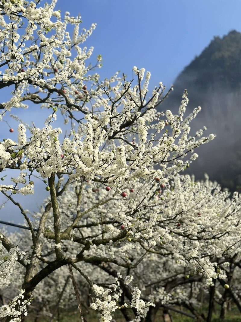 Tinh khoi mua hoa man o Moc Chau-Hinh-2