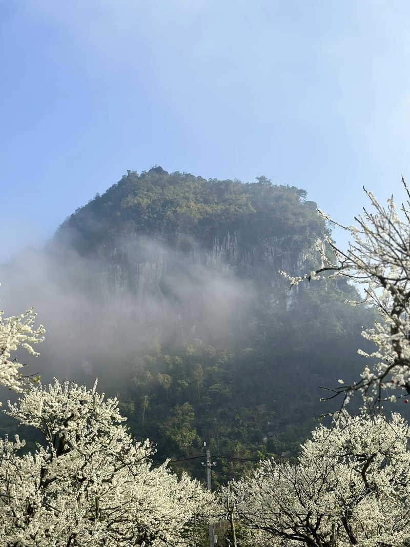 Tinh khoi mua hoa man o Moc Chau-Hinh-6