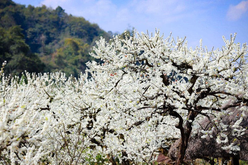 Tinh khoi mua hoa man o Moc Chau-Hinh-8