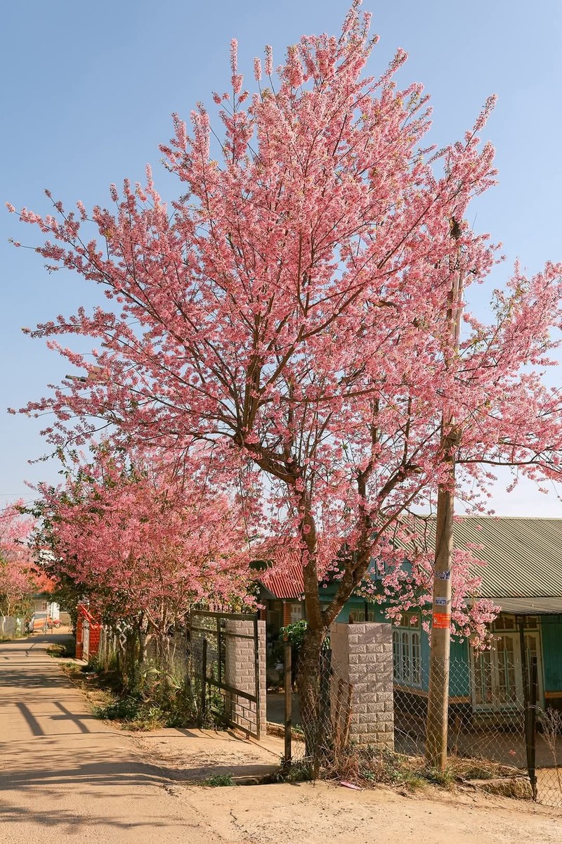 Len Da Lat “san” anh hoa mai anh dao-Hinh-7