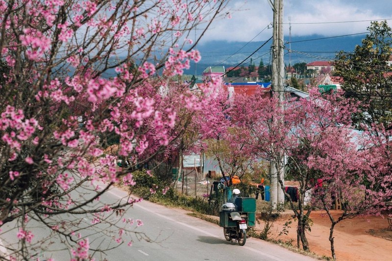 Len Da Lat “san” anh hoa mai anh dao