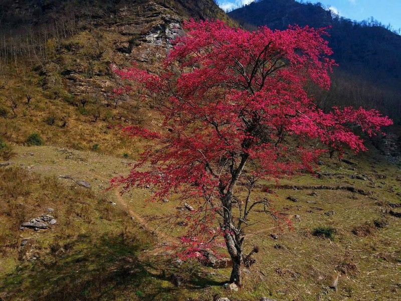 Trekking Lao Than, ngam “cu dao” bung no tuyet dep-Hinh-10