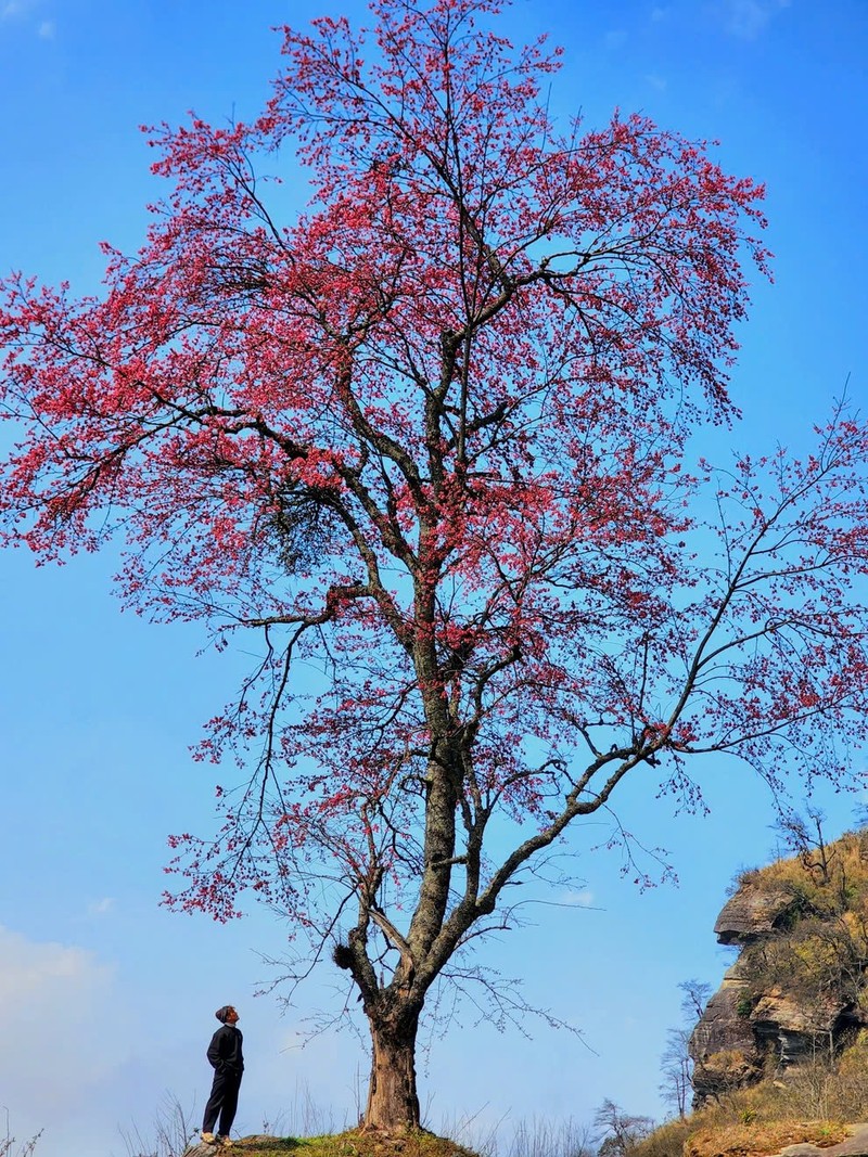 Trekking Lao Than, ngam “cu dao” bung no tuyet dep-Hinh-3