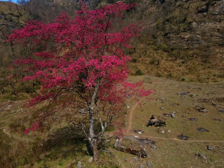 Trekking Lao Than, ngam “cu dao” bung no tuyet dep-Hinh-4