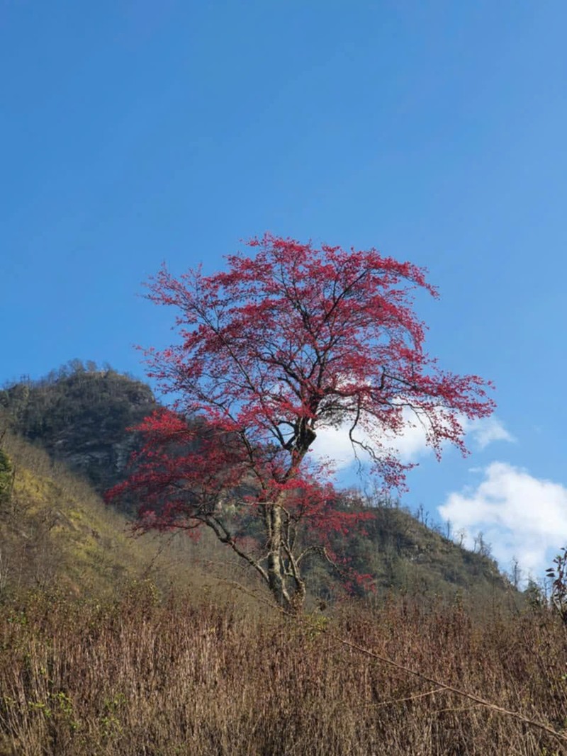 Trekking Lao Than, ngam “cu dao” bung no tuyet dep-Hinh-6