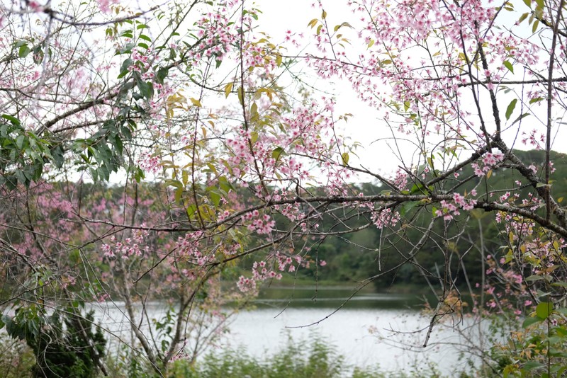 Sac mai anh dao no ro ben Ho Tuyen Lam-Hinh-3