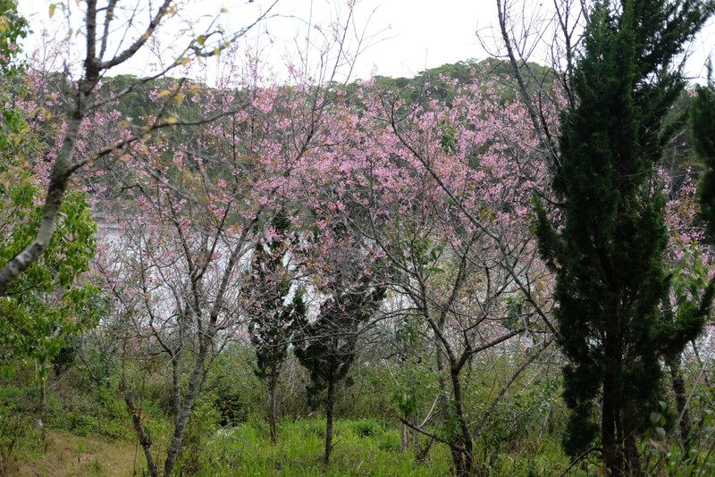 Sac mai anh dao no ro ben Ho Tuyen Lam