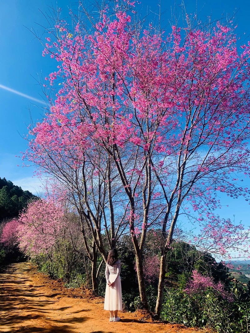 Sac mai anh dao no ro ben Ho Tuyen Lam-Hinh-10