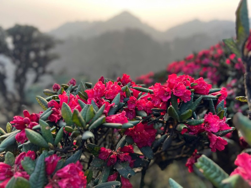 Trekker len duong chinh phuc dinh Putaleng, san “nu hoang hoa Tay Bac“-Hinh-3