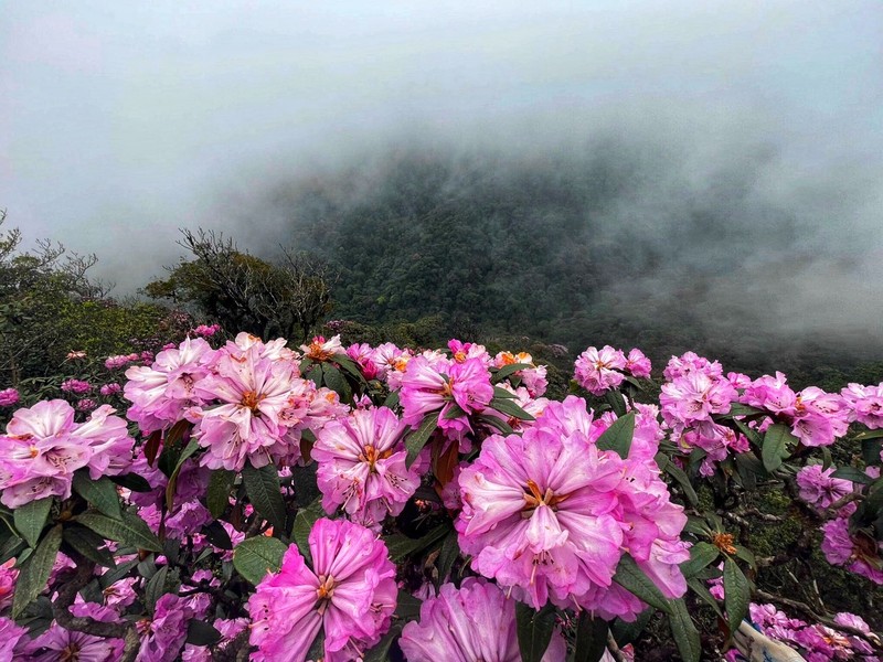 Trekker len duong chinh phuc dinh Putaleng, san “nu hoang hoa Tay Bac“-Hinh-6