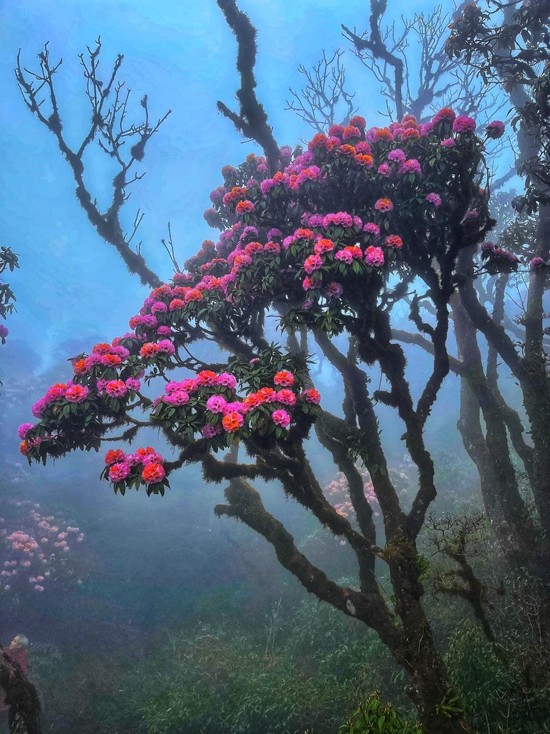 Trekker len duong chinh phuc dinh Putaleng, san “nu hoang hoa Tay Bac“-Hinh-8