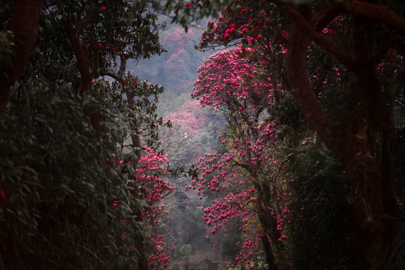 Trekker len duong chinh phuc dinh Putaleng, san “nu hoang hoa Tay Bac“-Hinh-9