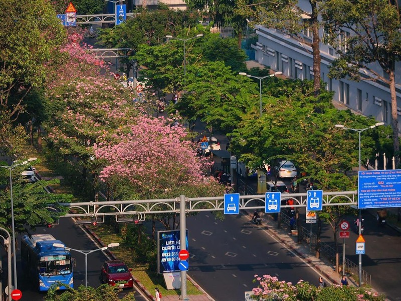 Mua hoa ken hong “go cua” pho xa Sai Gon