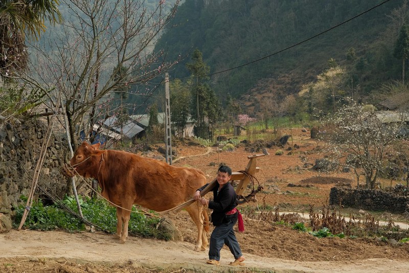 Mua xuan tren mien da no hoa dep tua buc tranh co tich-Hinh-8