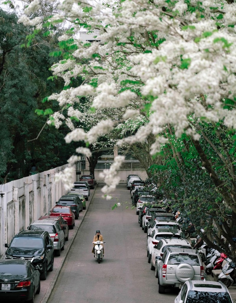 Hoa sua bung sac tinh khoi vay goi cac nang tho-Hinh-7