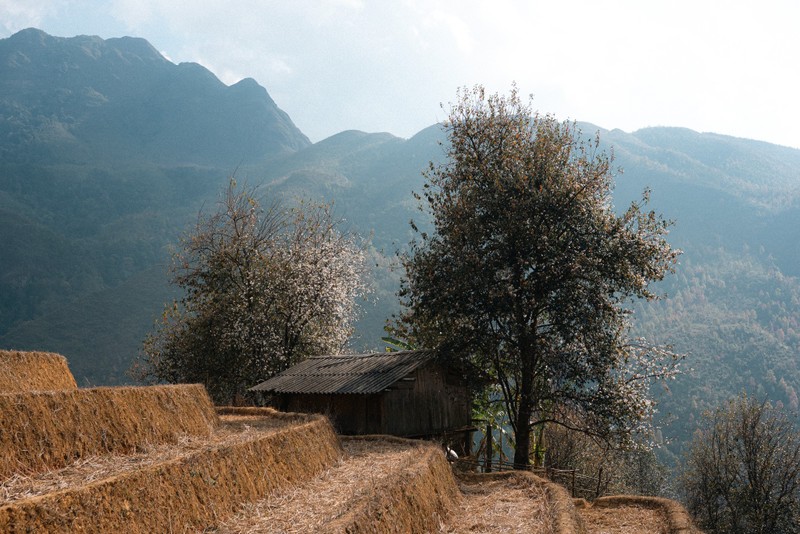 Den Nam Nghep dam minh trong sac trang tinh khoi cua hoa son tra-Hinh-10