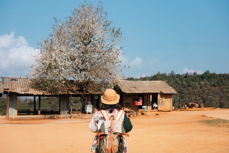 Den Nam Nghep dam minh trong sac trang tinh khoi cua hoa son tra-Hinh-11